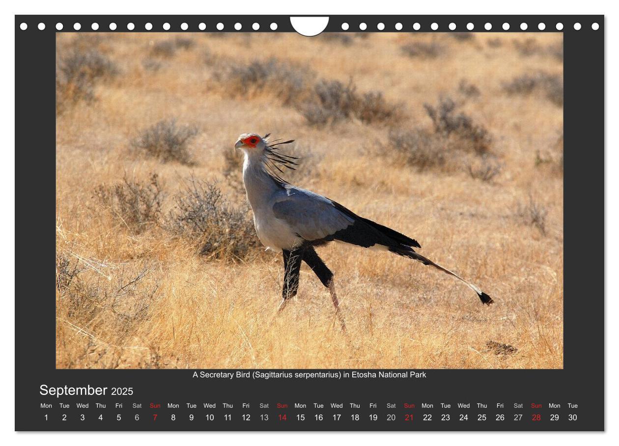 Bild: 9781325964369 | Namibia's Nature (Wall Calendar 2025 DIN A4 landscape), CALVENDO 12...