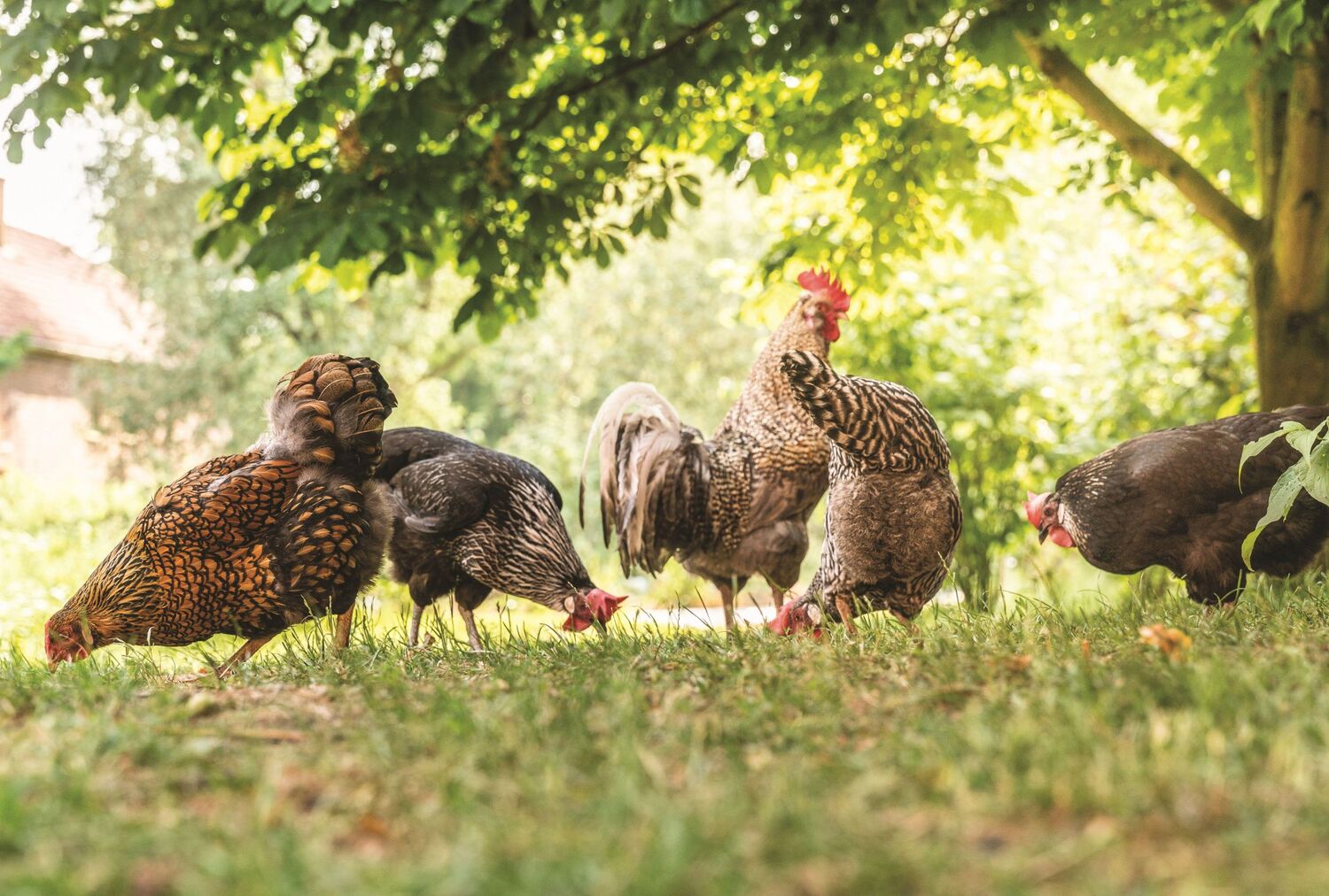 Bild: 9783982153049 | Das ganze Huhn | 90 Rezepte rund ums Geflügel | Steffen Kimmig | Buch