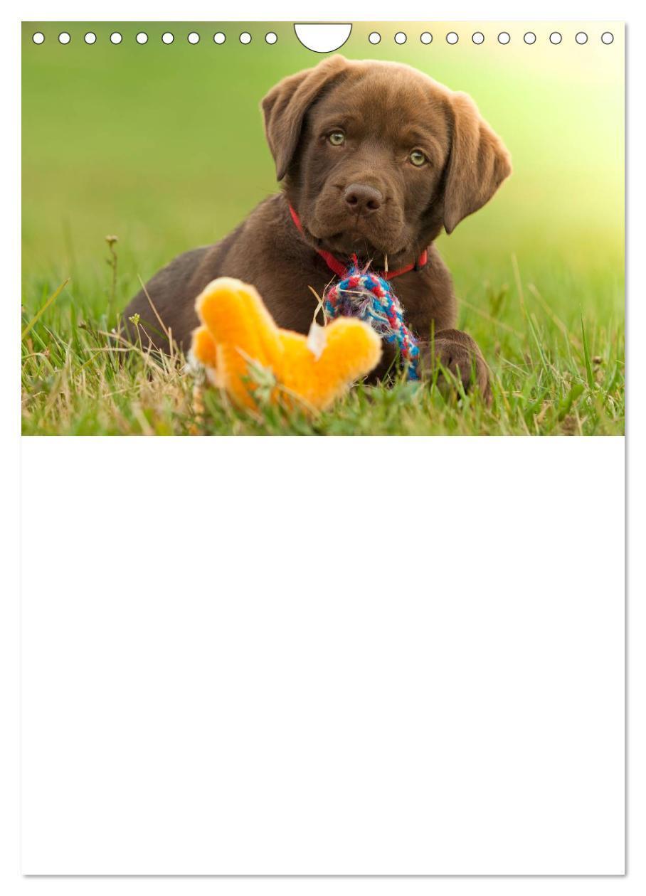 Bild: 9783457010310 | Labrador Welpe - Seelenhund (Wandkalender 2025 DIN A4 hoch),...