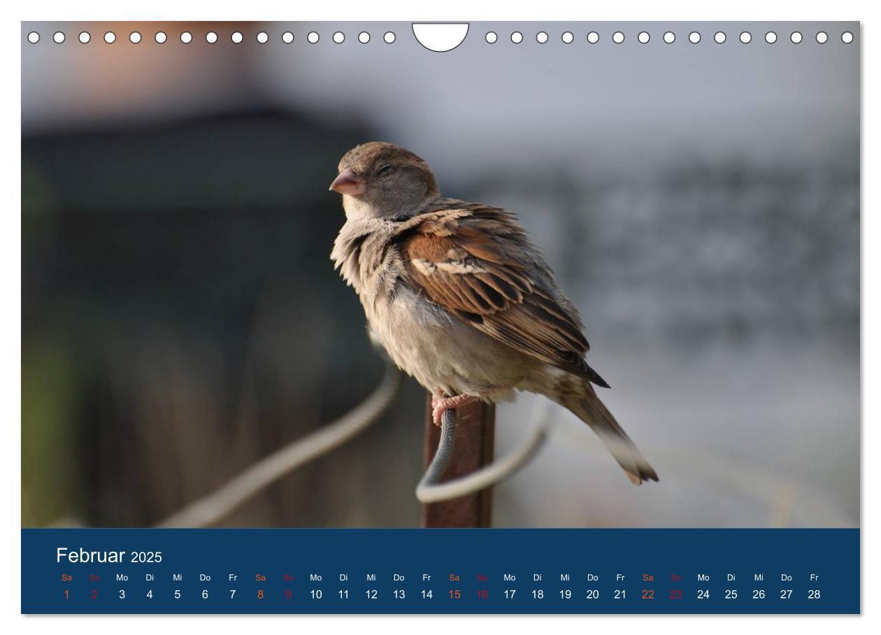 Bild: 9783435789399 | Spatzen-Kalender (Wandkalender 2025 DIN A4 quer), CALVENDO...