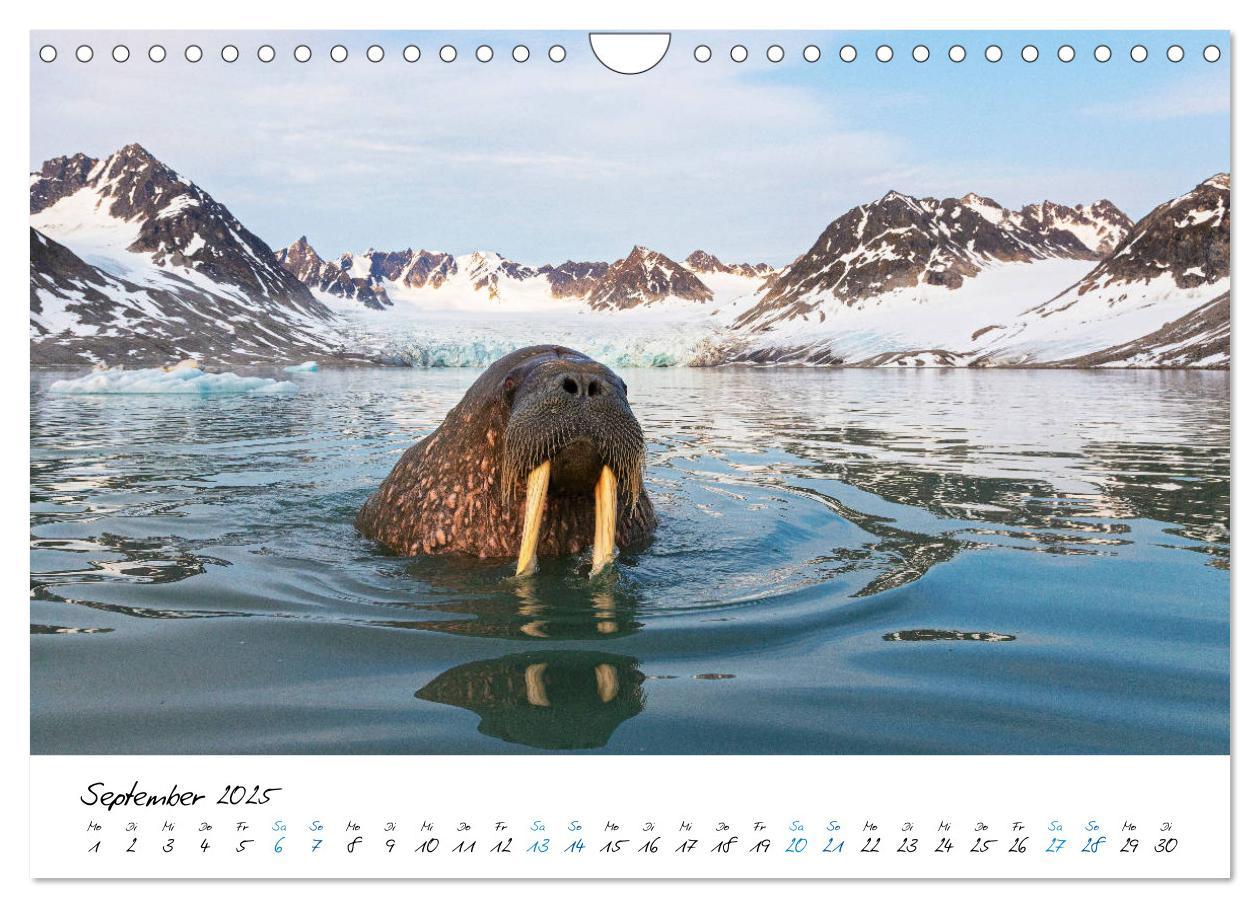 Bild: 9783435182633 | 78° Nord - Arktische Momente in Svalbard (Wandkalender 2025 DIN A4...