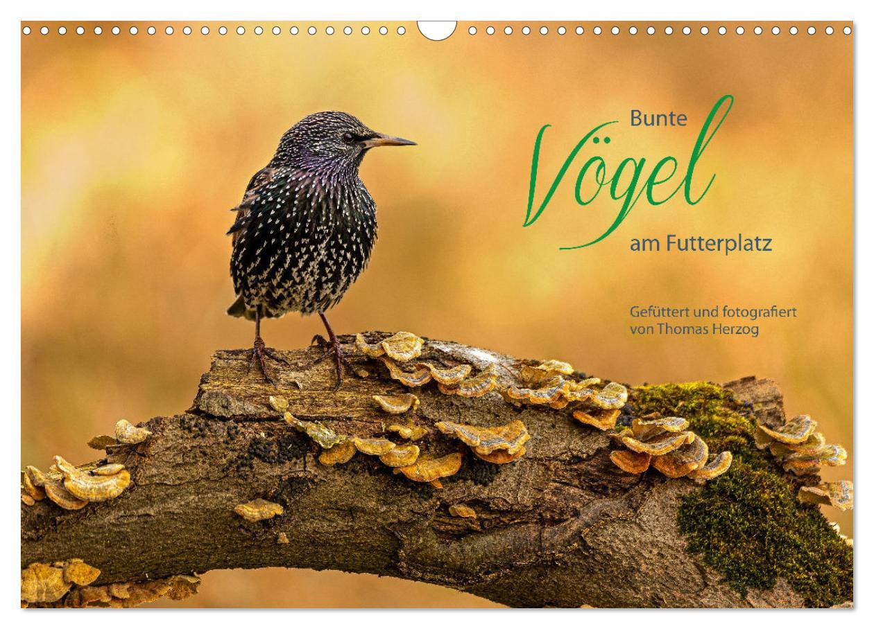 Cover: 9783435066049 | Bunte Vögel am Futterplatz (Wandkalender 2025 DIN A3 quer),...