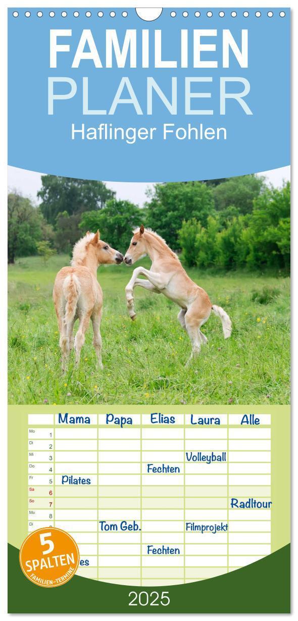 Cover: 9783457110775 | Familienplaner 2025 - Haflinger Fohlen mit 5 Spalten (Wandkalender,...