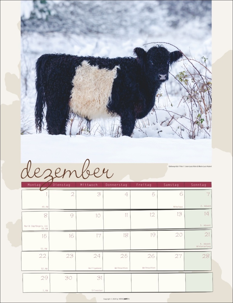 Bild: 9783839900734 | Kuh Kalender 2025 | Marie-Luce Hubert (u. a.) | Kalender | 14 S.