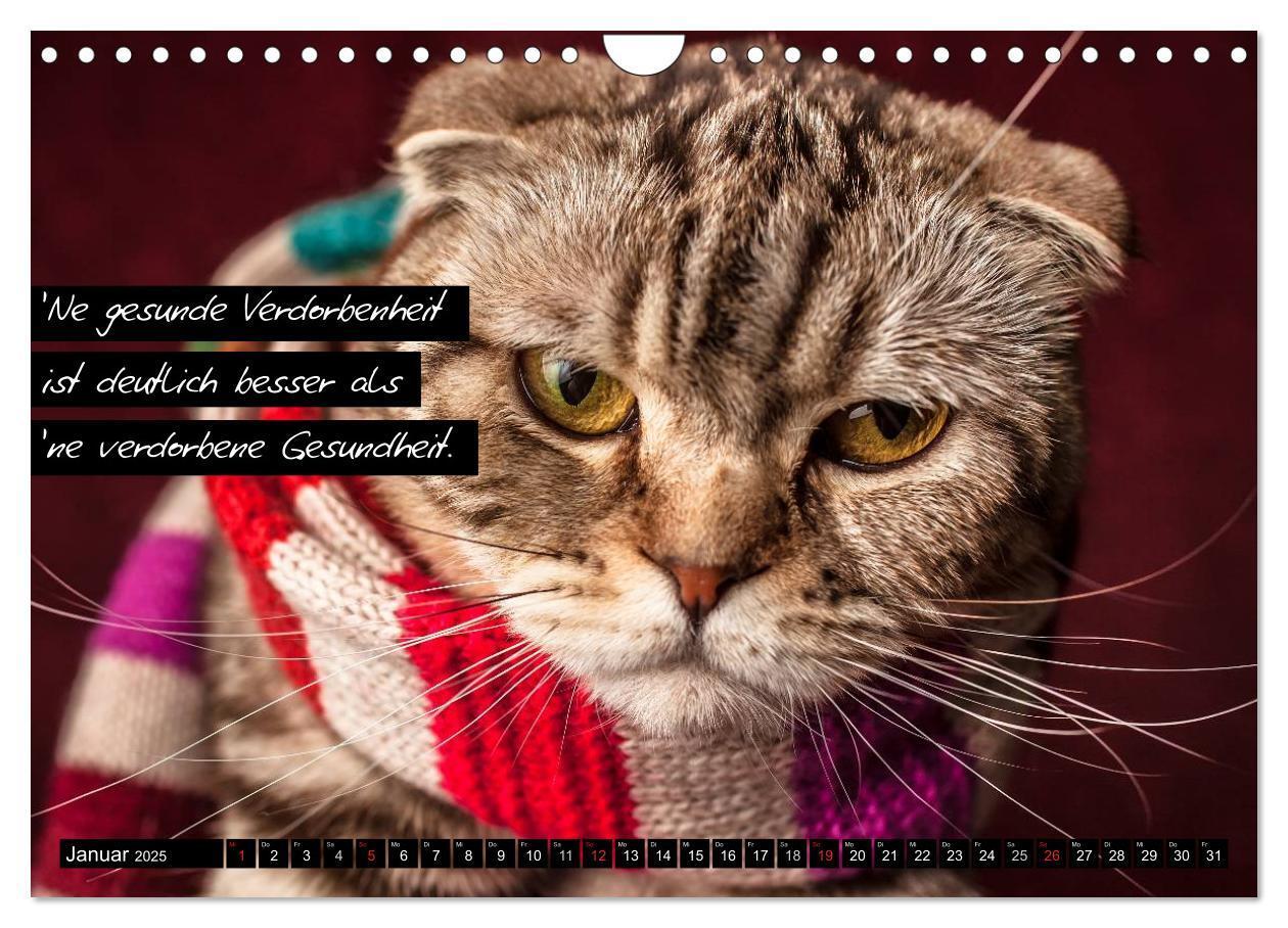 Bild: 9783435620708 | Der "philosophische" Katzenkalender 2025 (Wandkalender 2025 DIN A4...