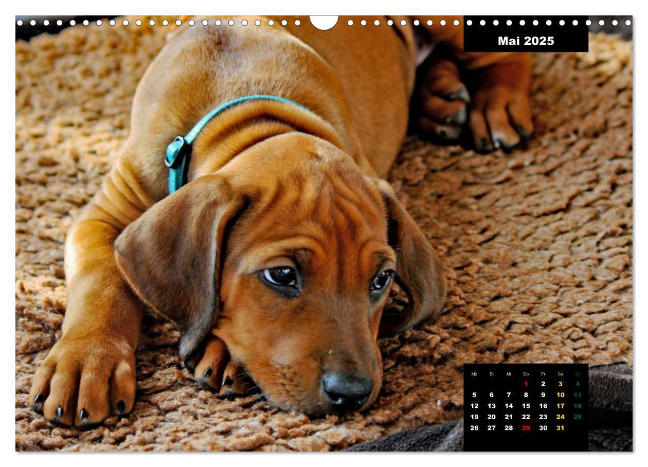 Bild: 9783383939457 | Rhodesian Ridgeback, Charmante Herzensbrecher (Wandkalender 2025...