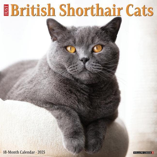 Cover: 9781549241956 | British Shorthair Cats 2025 12 X 12 Wall Calendar | Willow Creek Press