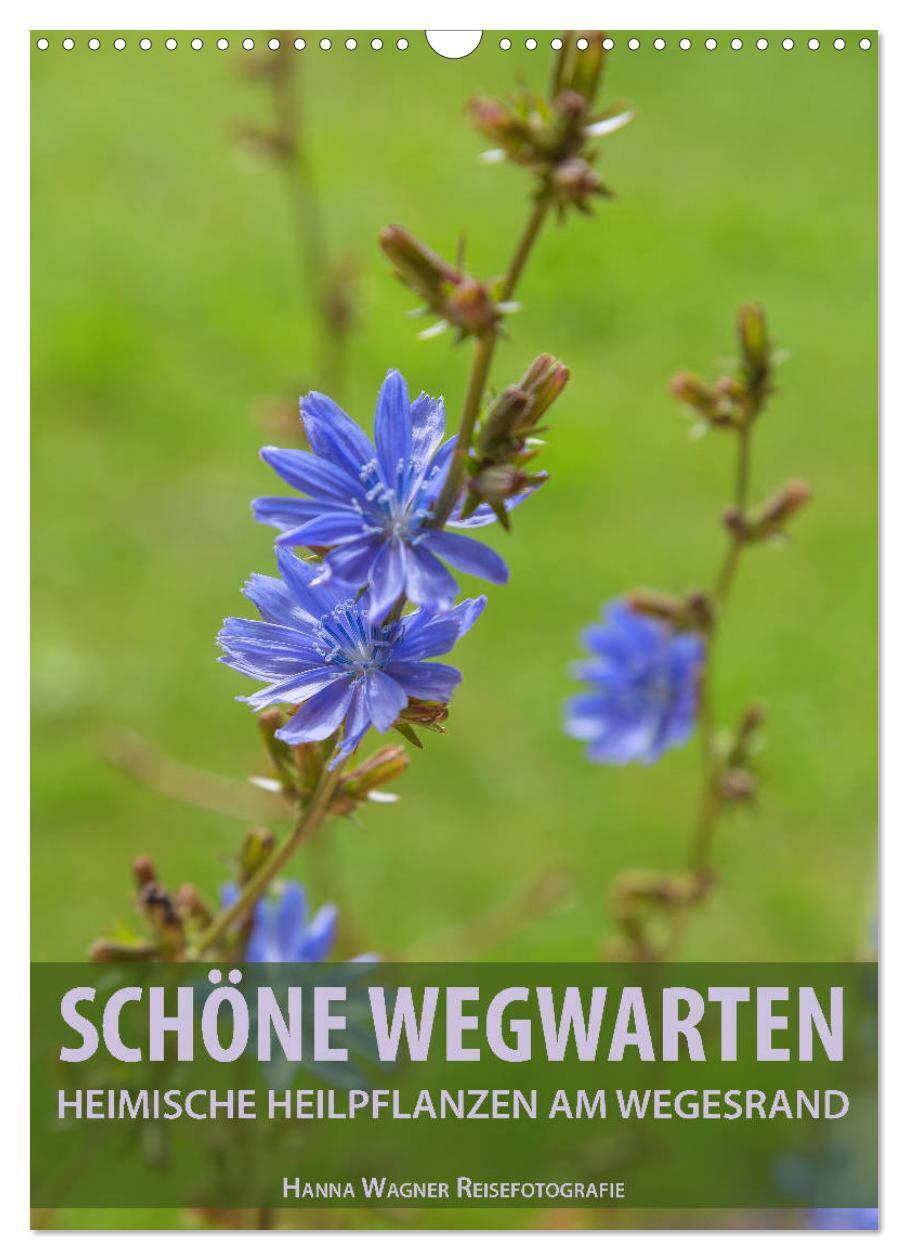 Cover: 9783435980635 | Schöne Wegwarten. Heimische Heilpflanzen am Wegesrand (Wandkalender...