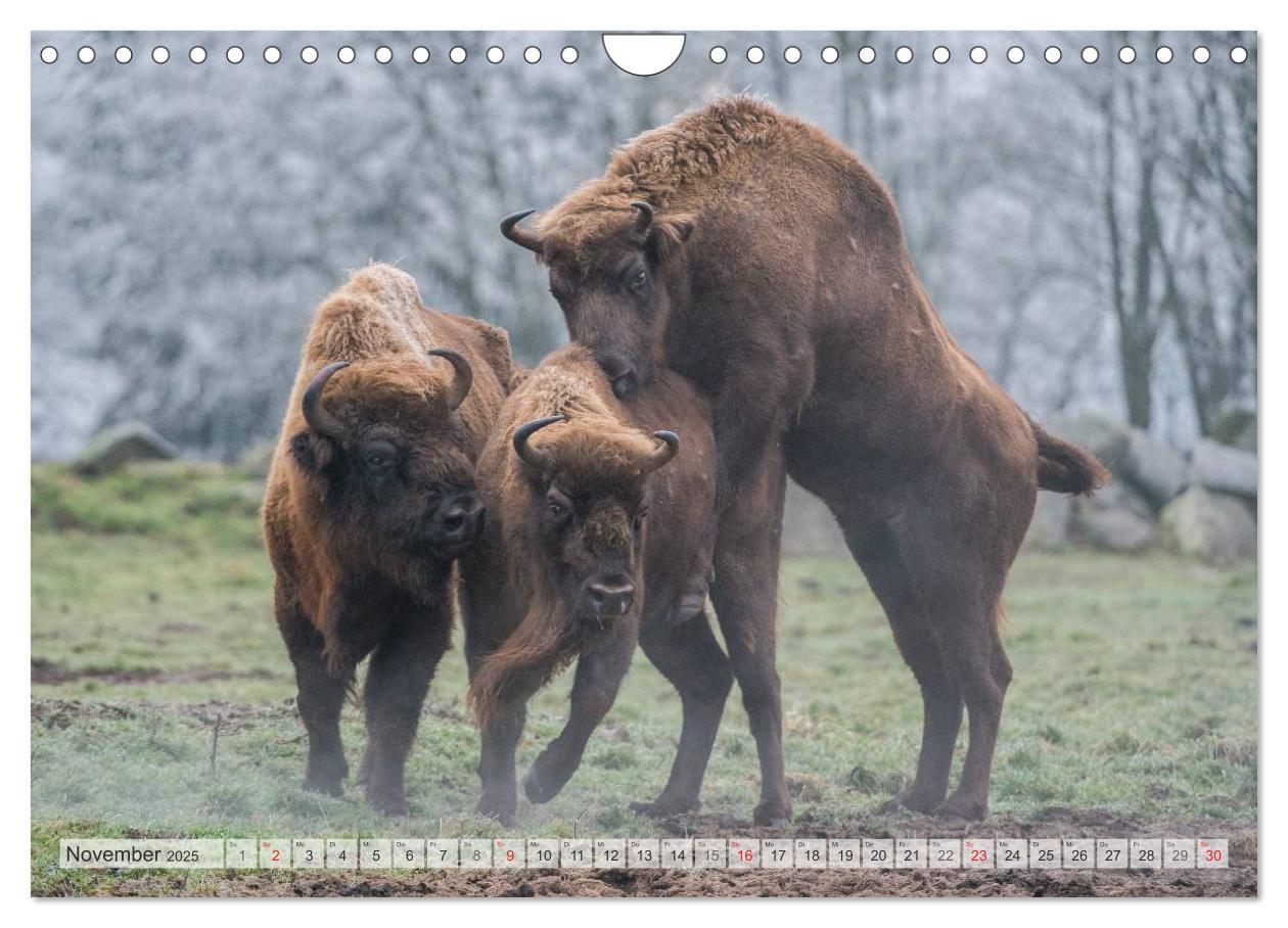 Bild: 9783435616510 | Emotionale Momente: Der Wisent. (Wandkalender 2025 DIN A4 quer),...