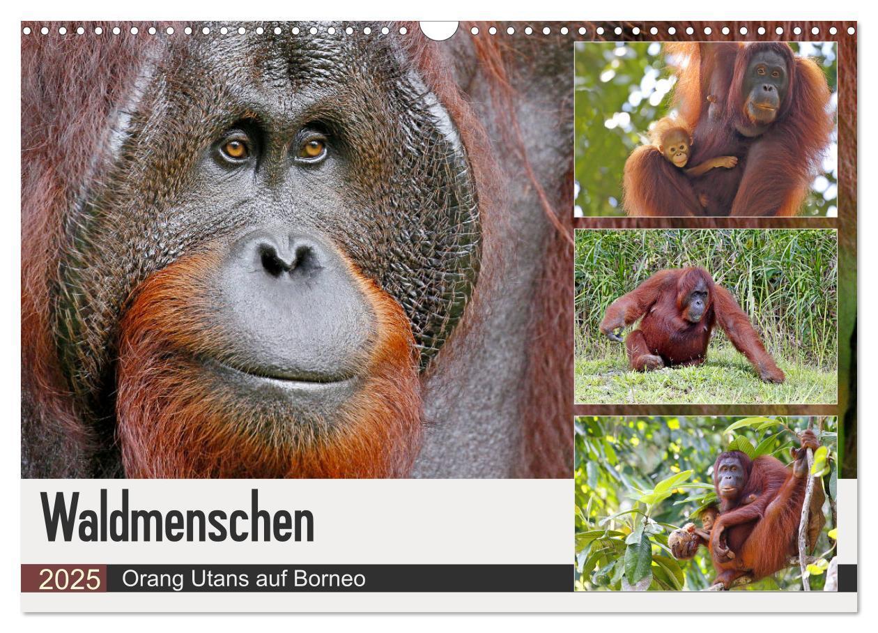 Cover: 9783435361502 | Waldmenschen - Orang Utans auf Borneo (Wandkalender 2025 DIN A3...