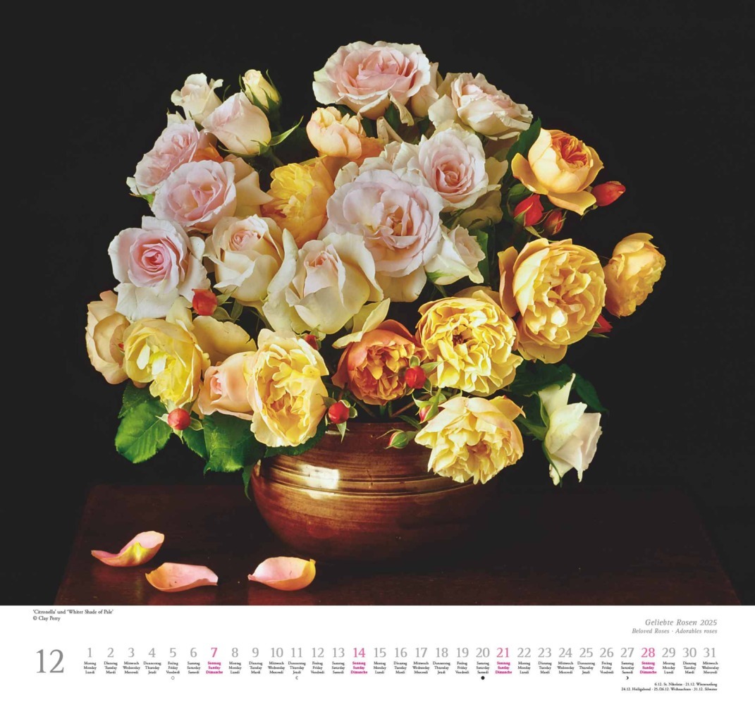 Bild: 4250809653082 | DUMONT - Geliebte Rosen 2025 Wandkalender, 30x30cm, Kalender mit...