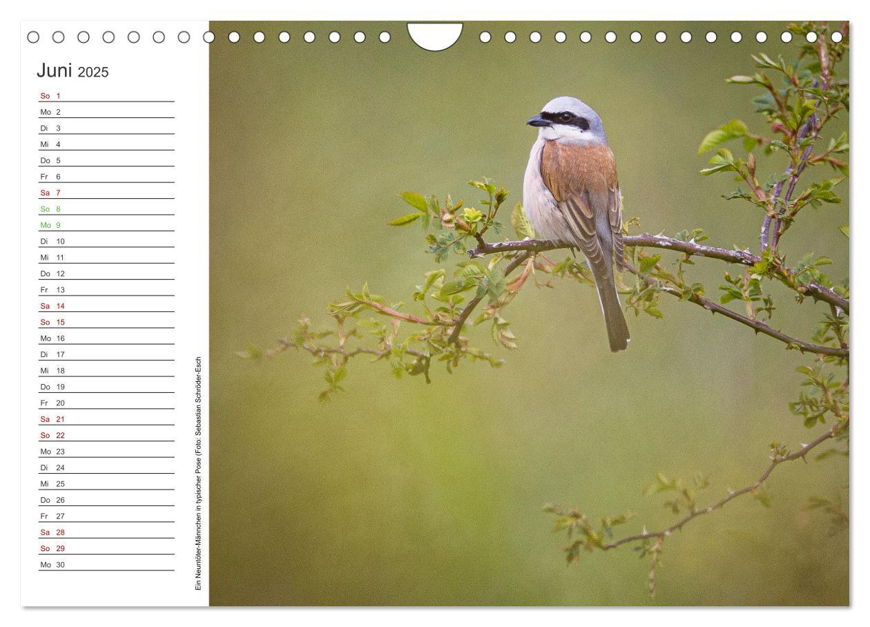 Bild: 9783383932762 | Naturvielfalt Wiesental (Wandkalender 2025 DIN A4 quer), CALVENDO...