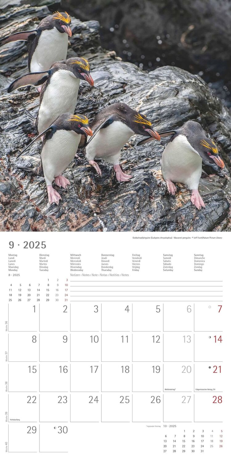 Bild: 4251732343101 | Pinguine 2025 - Broschürenkalender 30x30 cm (30x60 geöffnet) -...