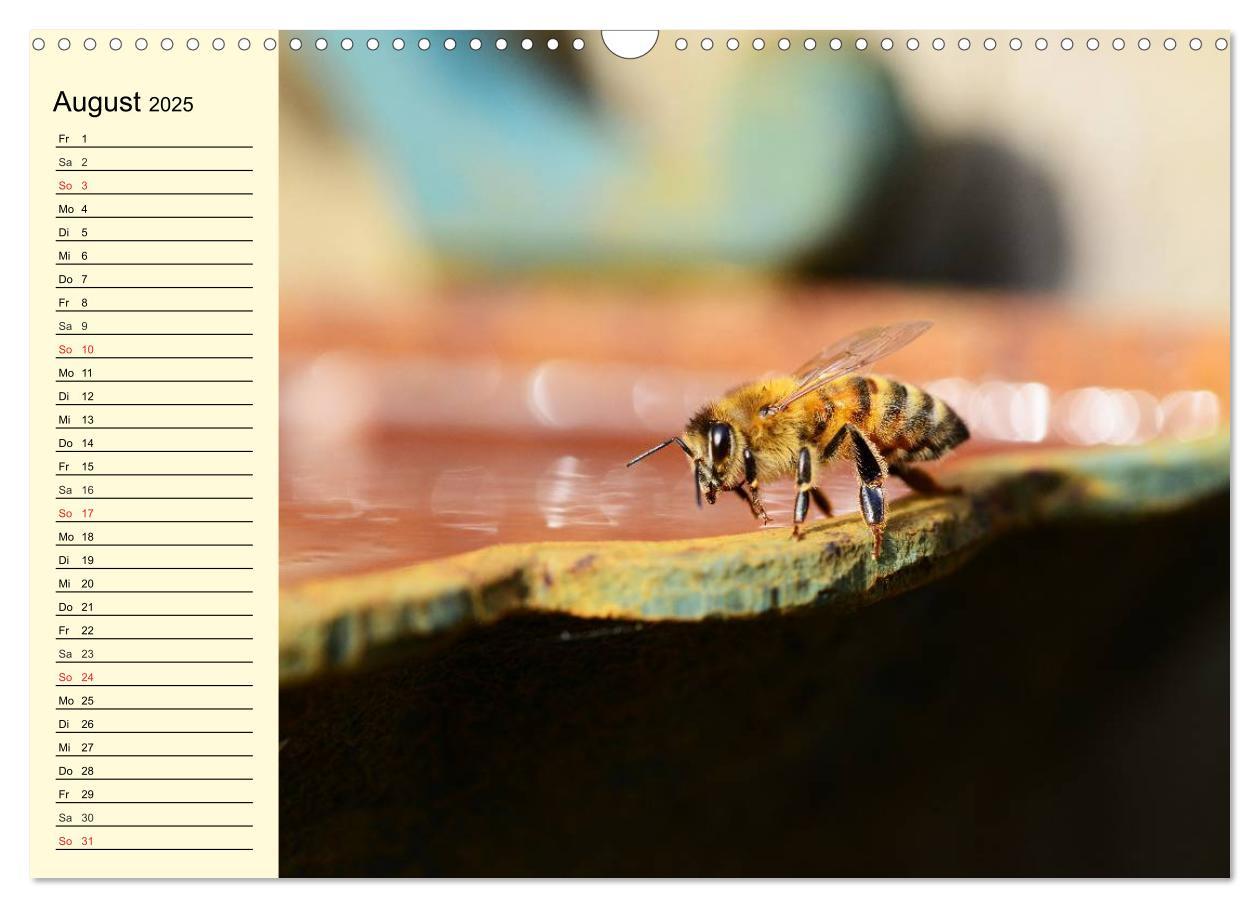 Bild: 9783435513970 | Fleißige Bienen. Von der Blüte bis zum Honig (Wandkalender 2025 DIN...