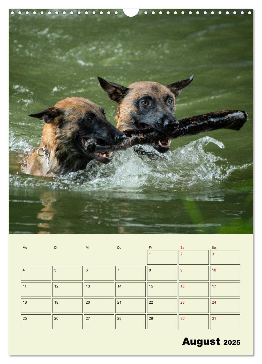 Bild: 9783435947065 | Malinois verlässliche Begleiter (Wandkalender 2025 DIN A3 hoch),...