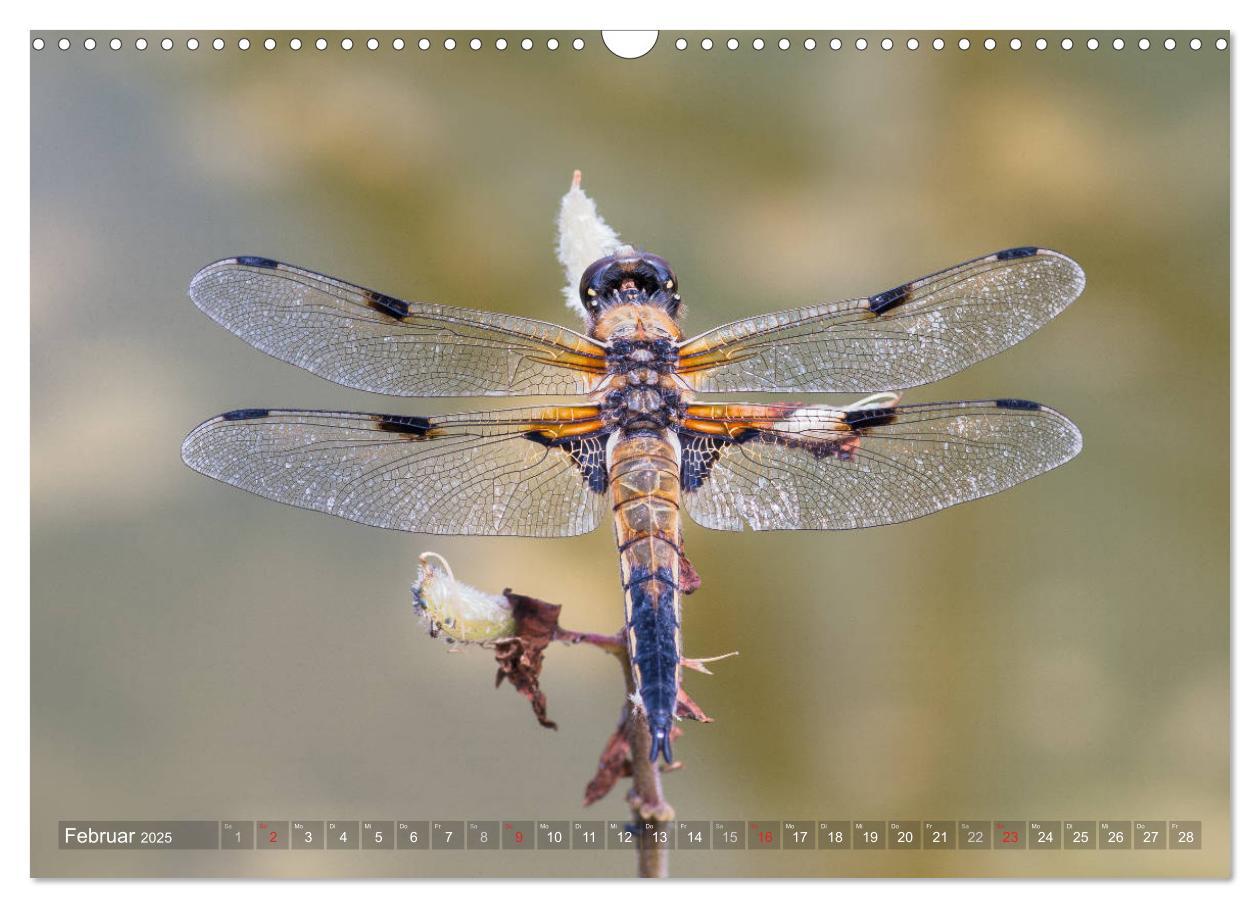 Bild: 9783435717552 | Libellen - Fliegende Edelsteine (Wandkalender 2025 DIN A3 quer),...