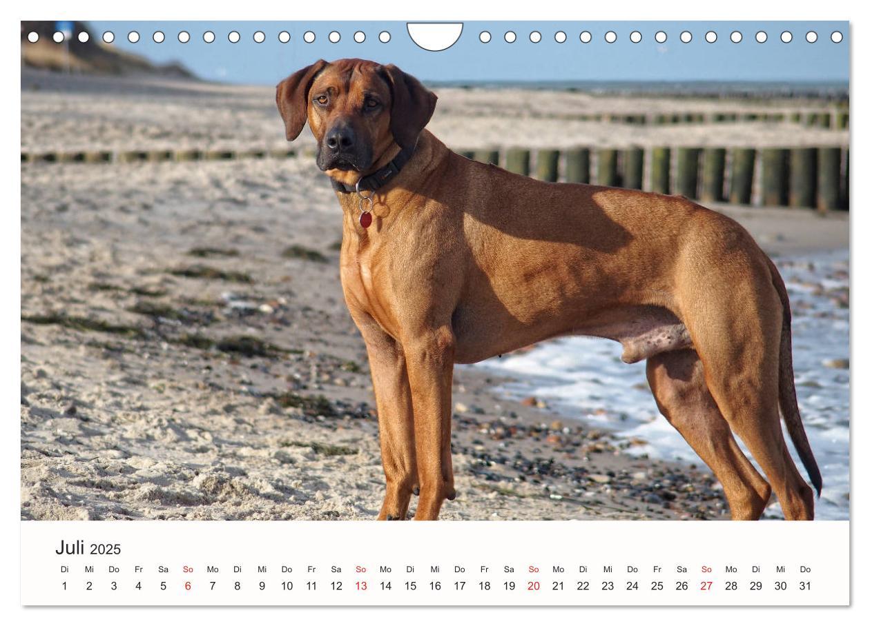 Bild: 9783435482894 | Rhodesian Ridgeback Schönheit aus Afrika (Wandkalender 2025 DIN A4...