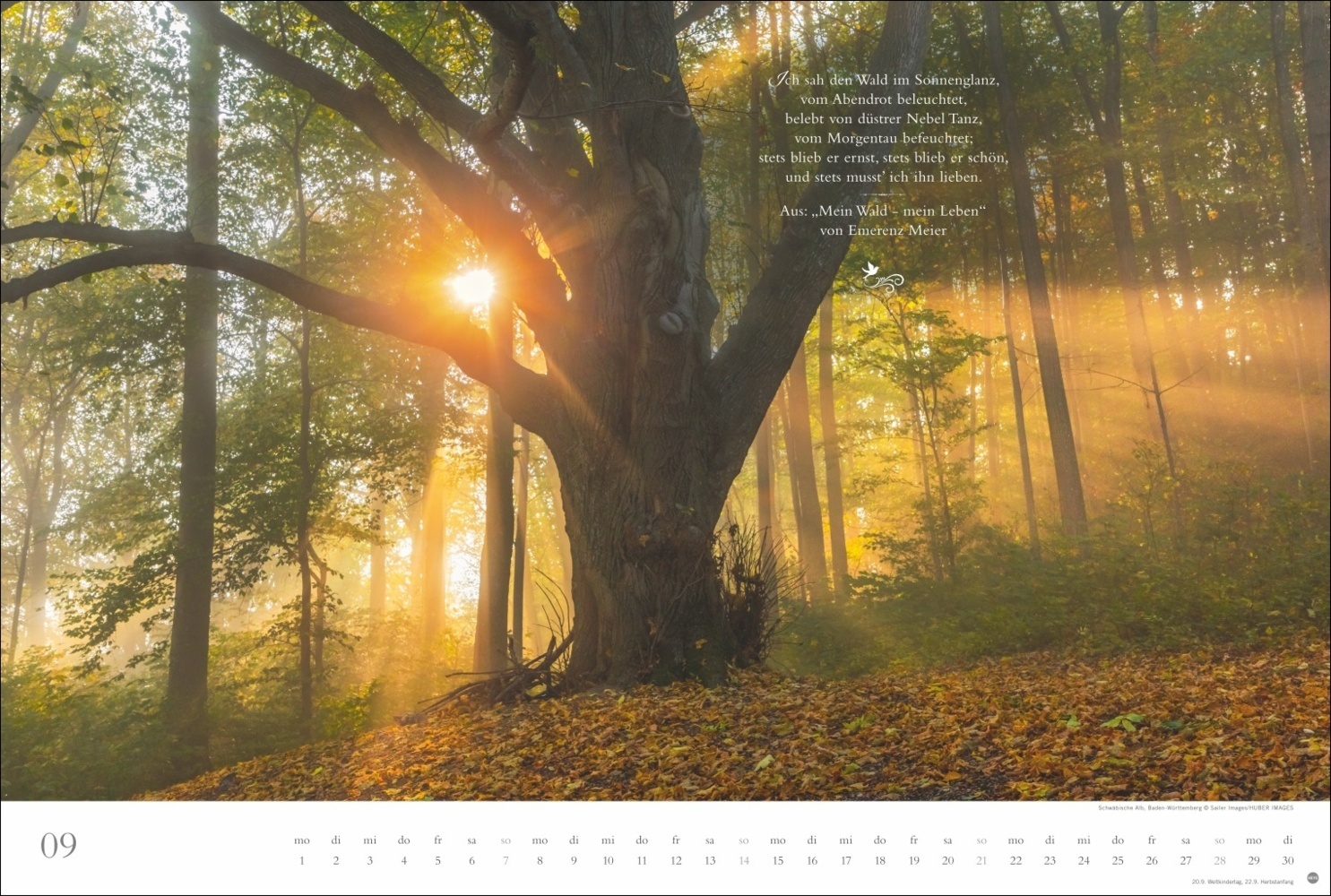 Bild: 9783756404803 | Der deutsche Wald - Ein literarischer Spaziergang Kalender 2025 -...