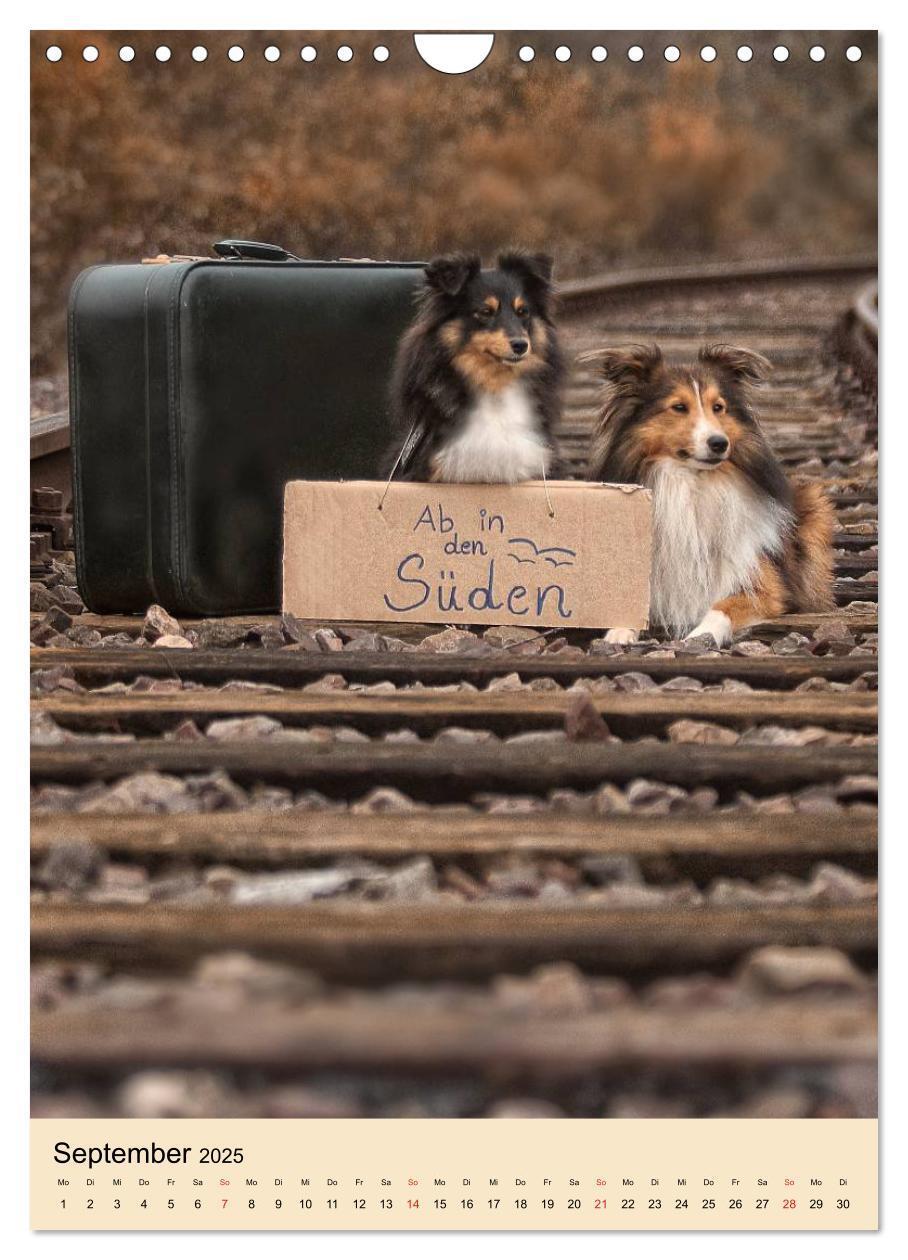 Bild: 9783457041130 | Mit Shelties durchs Jahr (Wandkalender 2025 DIN A4 hoch), CALVENDO...