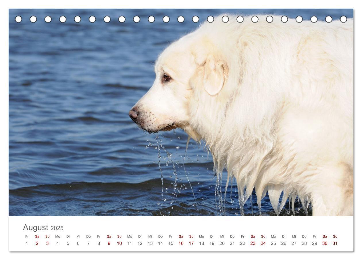 Bild: 9783435044719 | Pyrenäenberghunde (Tischkalender 2025 DIN A5 quer), CALVENDO...