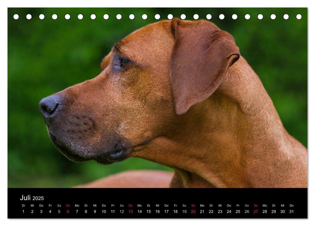 Bild: 9783435758890 | Rhodesian Ridgeback 2025 (Tischkalender 2025 DIN A5 quer), CALVENDO...