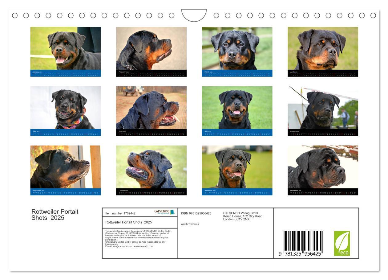 Bild: 9781325956425 | Rottweiler Portait Shots 2025 (Wall Calendar 2025 DIN A4...