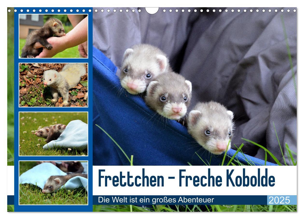 Cover: 9783383988134 | Frettchen - Freche Kobolde (Wandkalender 2025 DIN A3 quer),...