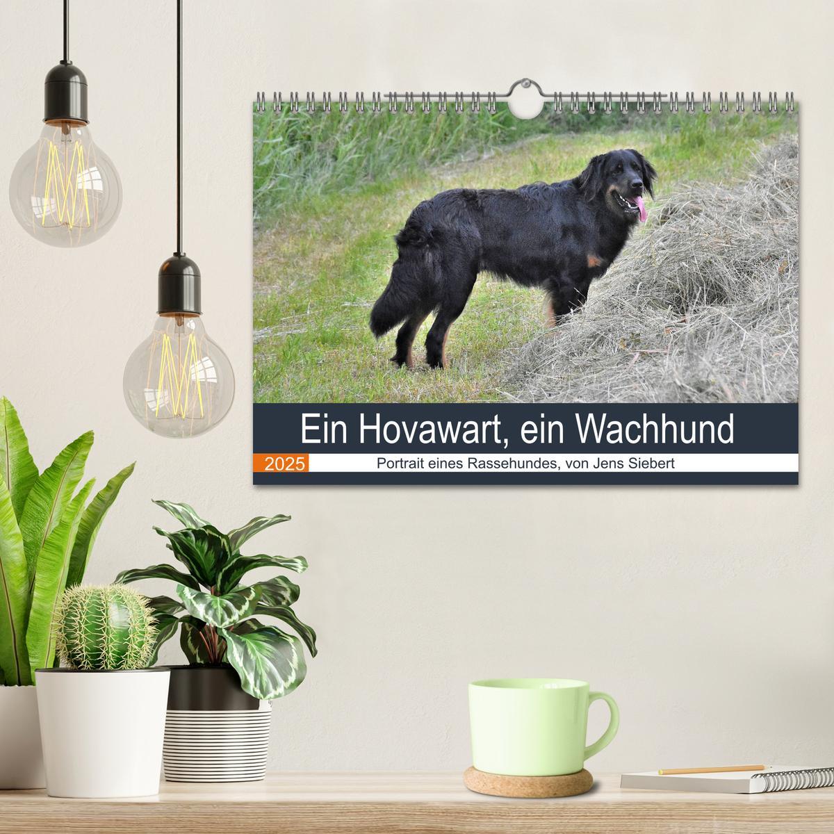 Bild: 9783435150052 | Ein Hovawart, ein Wachhund (Wandkalender 2025 DIN A4 quer),...