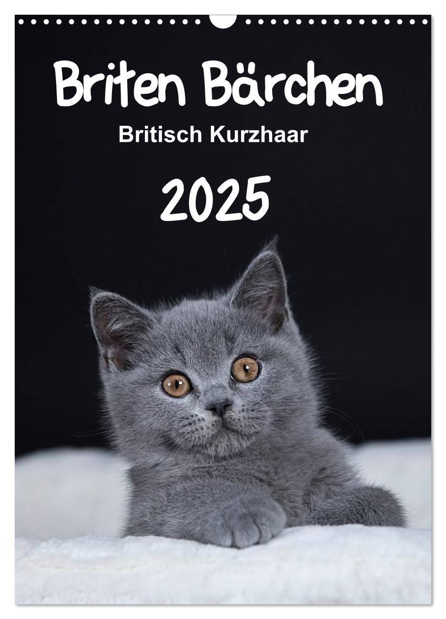 Cover: 9783457062166 | Briten Bärchen ¿ Britisch Kurzhaar 2025 (Wandkalender 2025 DIN A3...