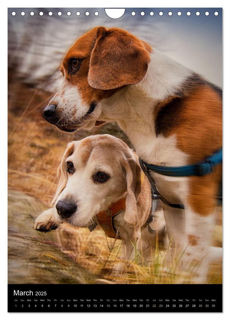 Bild: 9781325973002 | Beagles in action (Wall Calendar 2025 DIN A4 portrait), CALVENDO 12...