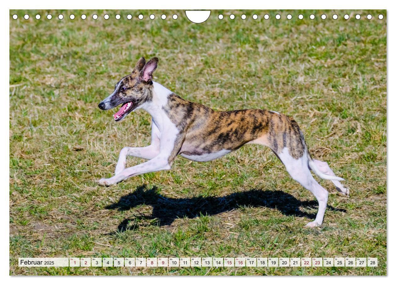 Bild: 9783383941917 | Der Whippet - ein Seelenhund (Wandkalender 2025 DIN A4 quer),...