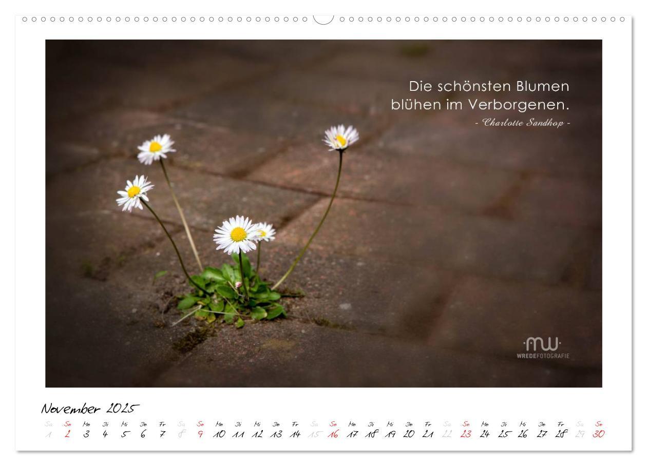 Bild: 9783435657629 | Gedanken... Bildkalender mit Sprüchen (Wandkalender 2025 DIN A2...