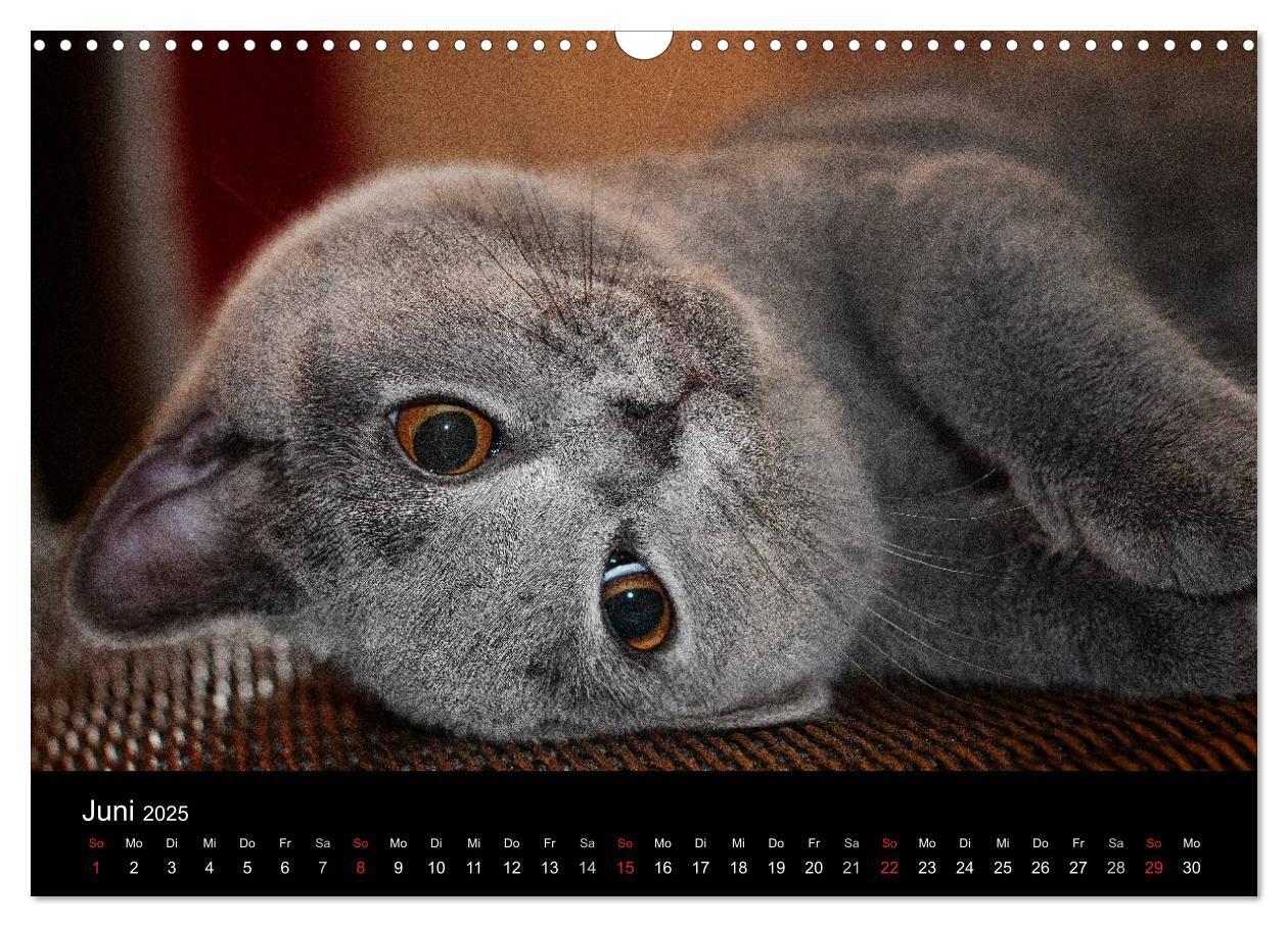 Bild: 9783435739226 | Bärige Schmusetiger - Britisch Kurzhaar / CH-Version (Wandkalender...