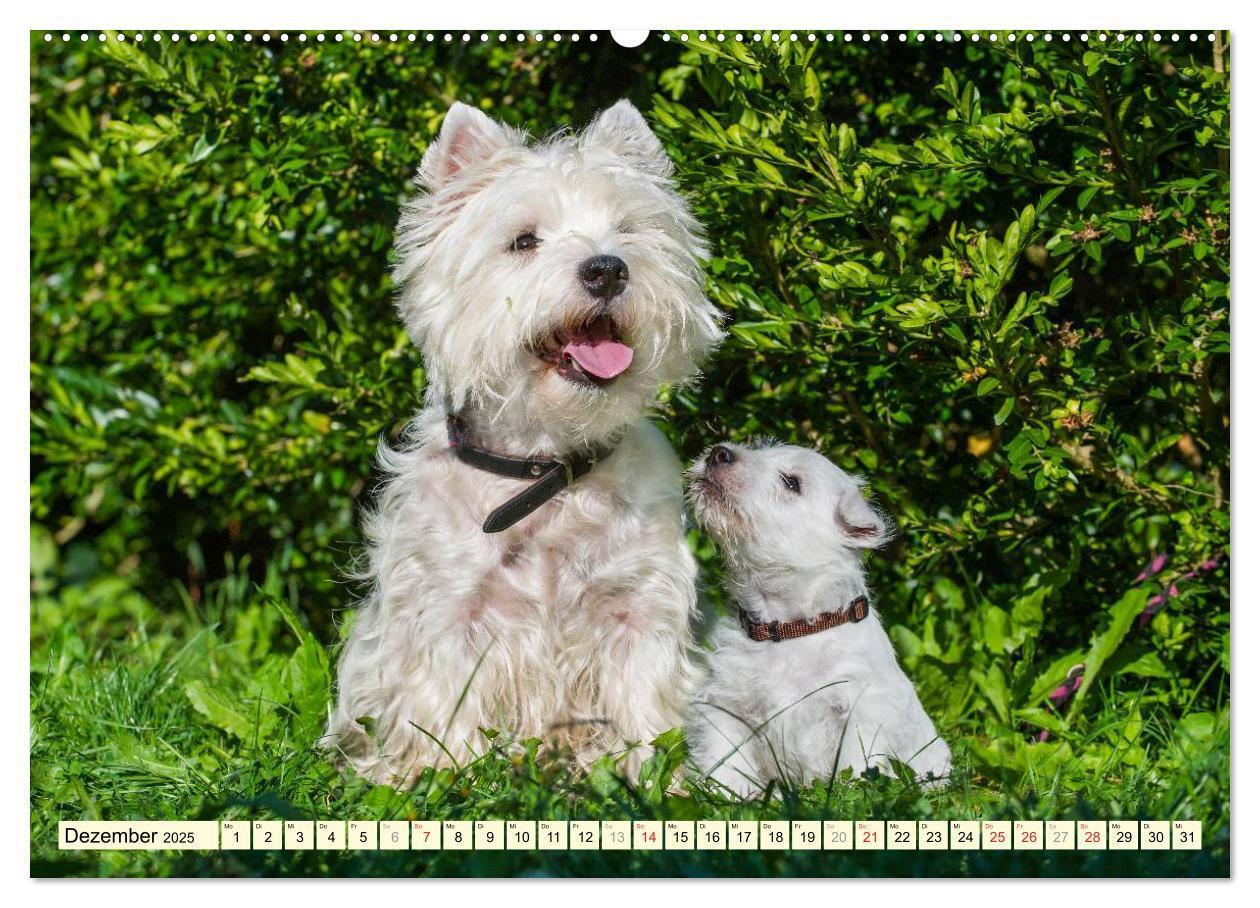 Bild: 9783435462186 | Kobold auf 4 Pfoten - West Highland White Terrier (Wandkalender...