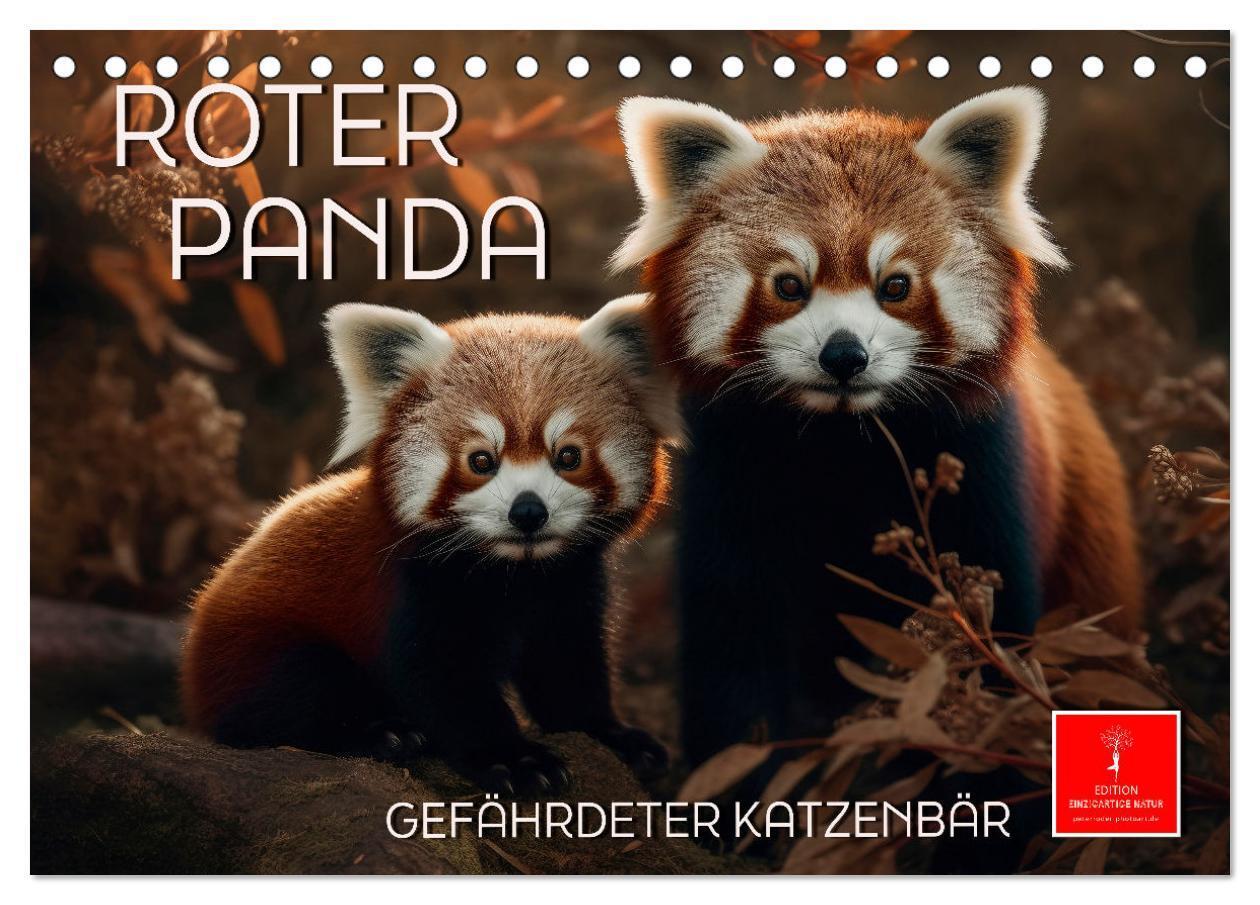 Cover: 9783383905902 | Roter Panda - gefährdeter Katzenbär (Tischkalender 2025 DIN A5...