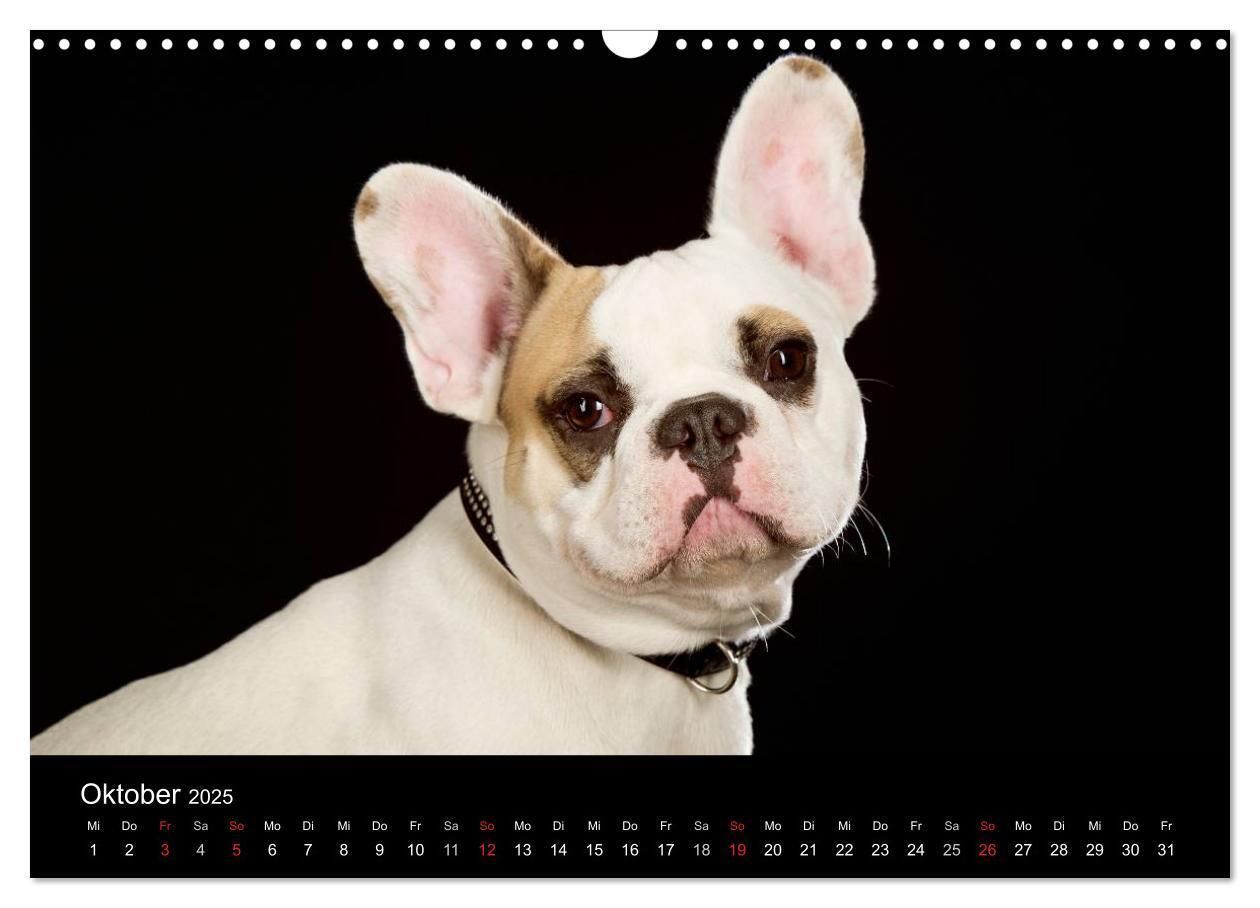 Bild: 9783435742219 | Dogs (Wandkalender 2025 DIN A3 quer), CALVENDO Monatskalender | Noack