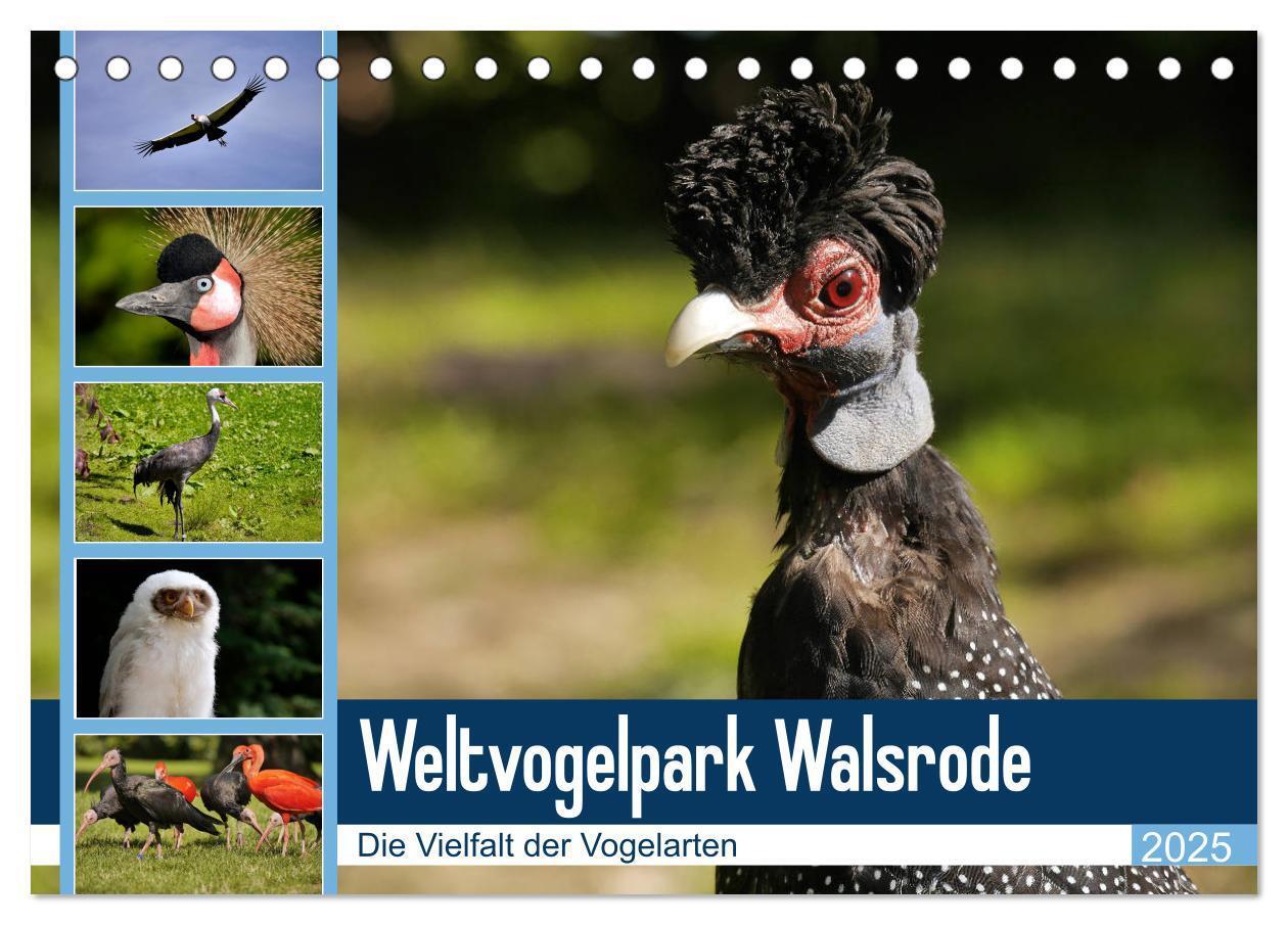 Cover: 9783435361144 | Weltvogelpark Walsrode - Die Vielfalt der Vogelarten (Tischkalender...