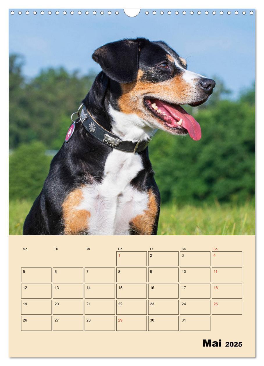 Bild: 9783435958832 | Jahresplaner Entlebucher Sennenhund (Wandkalender 2025 DIN A3...