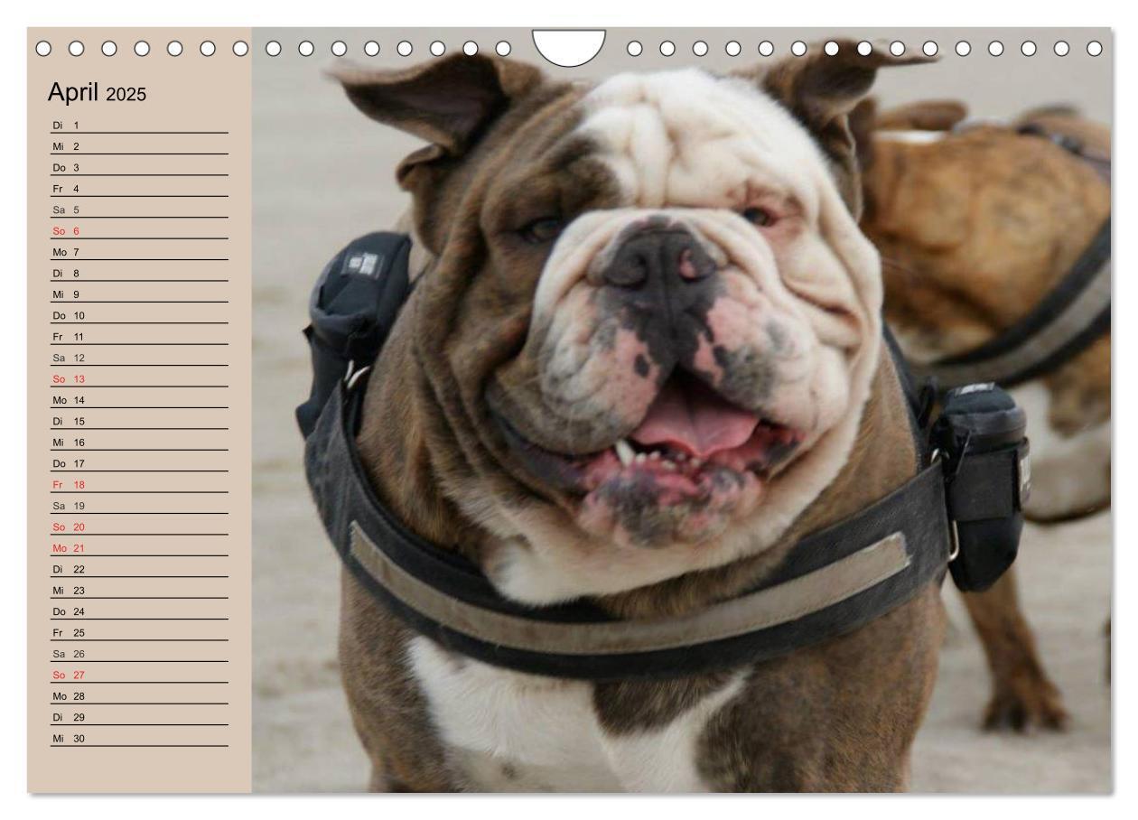 Bild: 9783435535347 | Faszination Bulldogge (Wandkalender 2025 DIN A4 quer), CALVENDO...