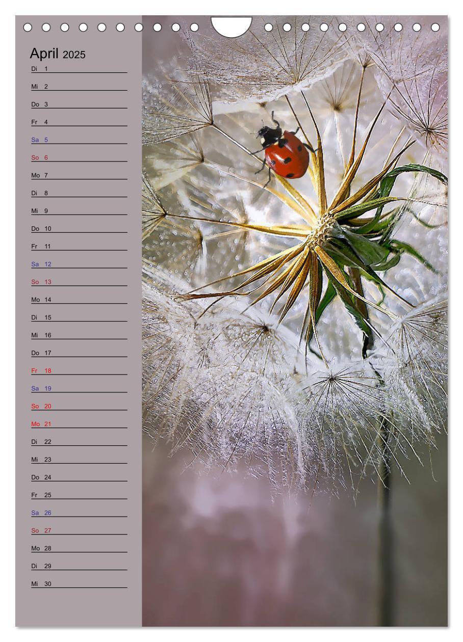 Bild: 9783435936199 | Pastell-Zauber (Wandkalender 2025 DIN A4 hoch), CALVENDO...