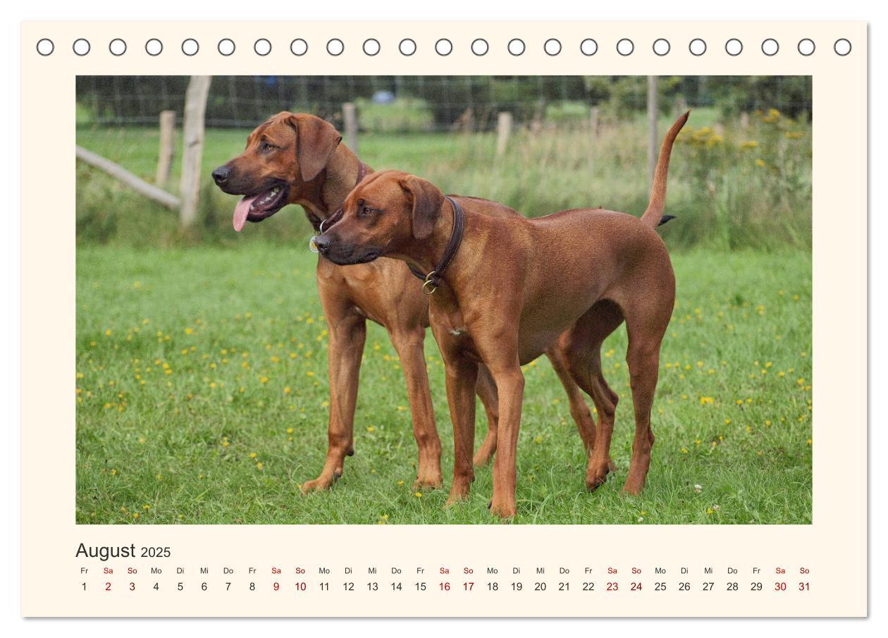 Bild: 9783435352623 | Rhodesian Ridgeback Power aus Südafrika (Tischkalender 2025 DIN A5...