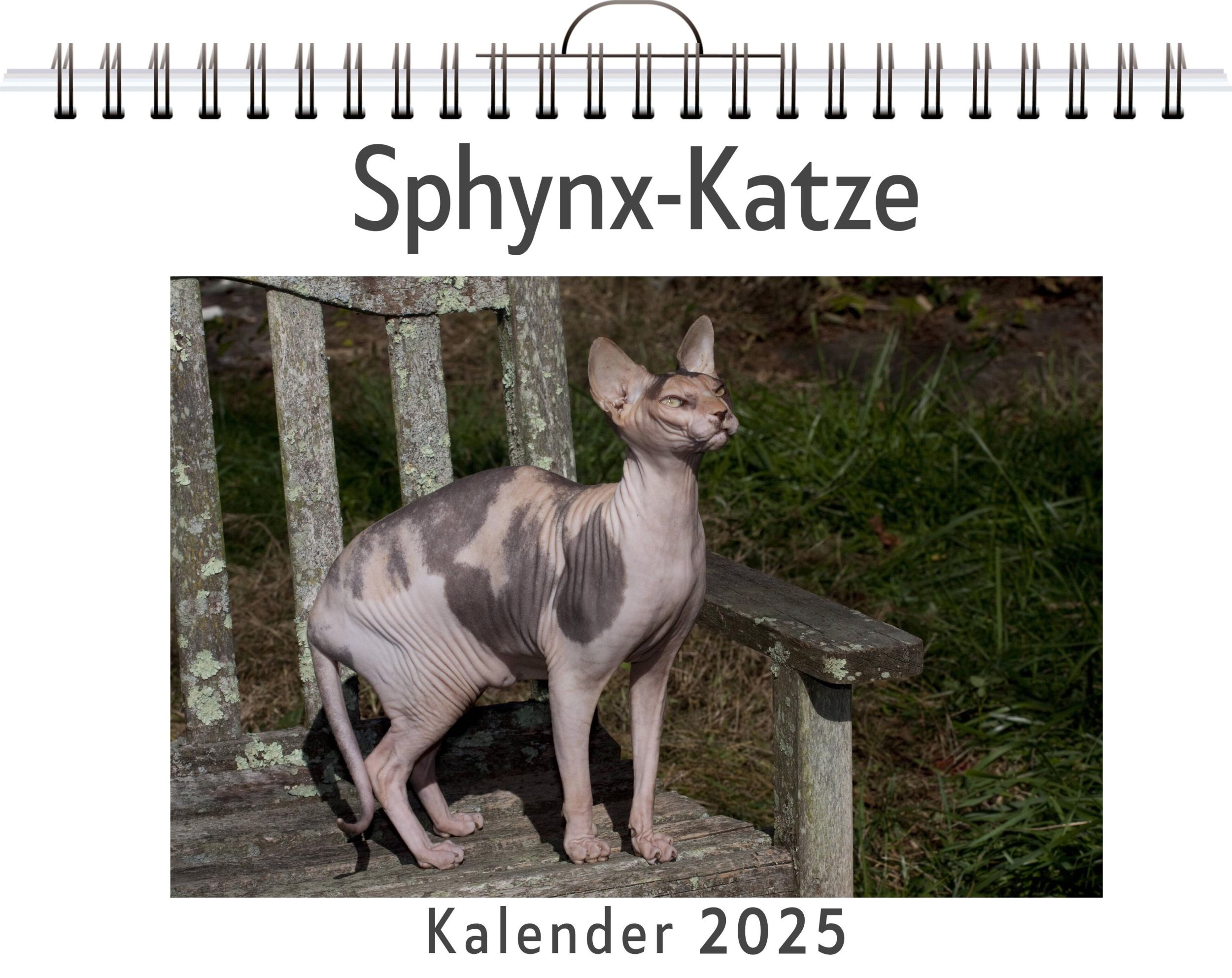 Cover: 9783759132437 | Sphynx-Katze | Anna Weber | Kalender | Kalender | 14 S. | Deutsch