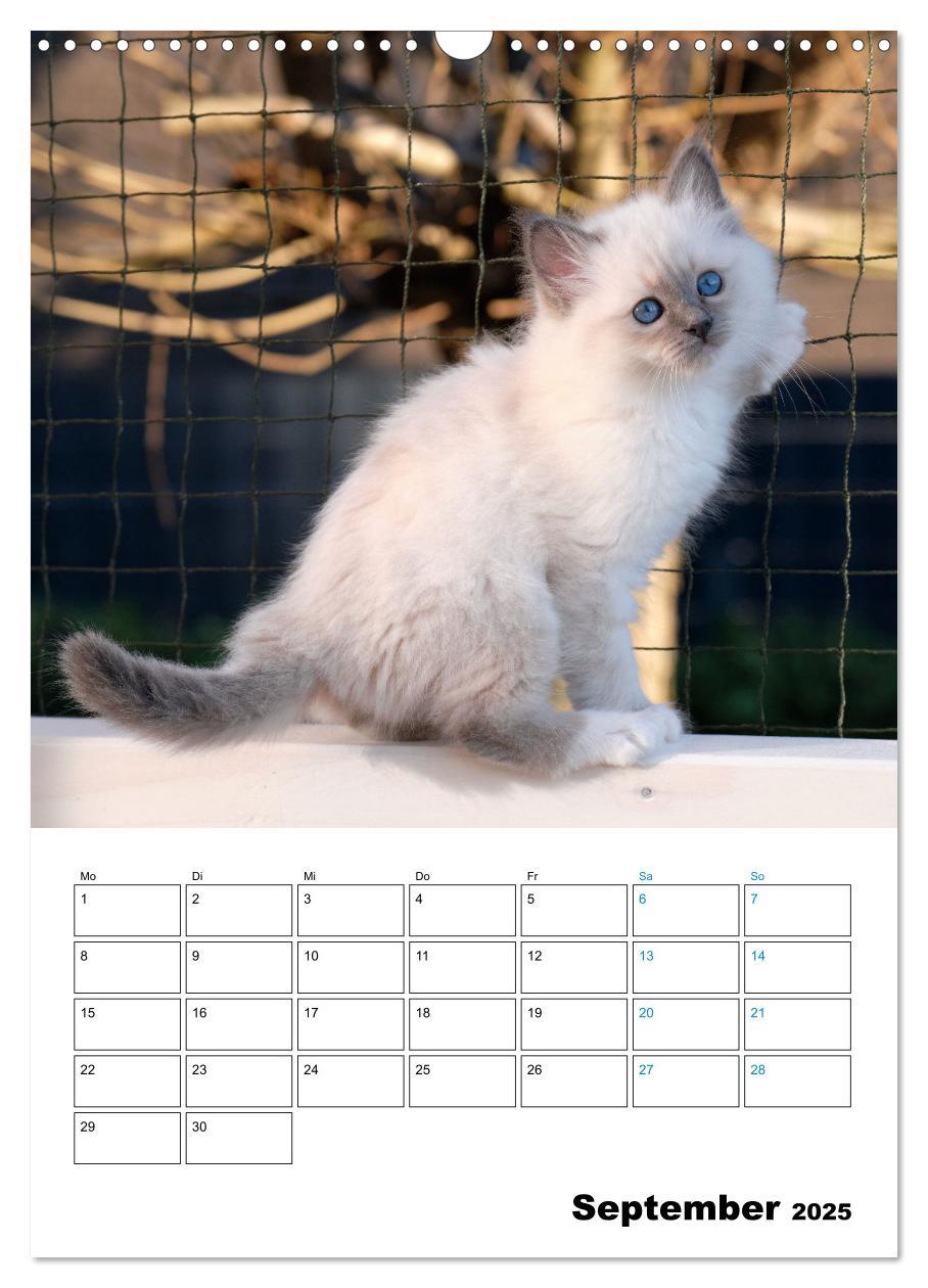 Bild: 9783435062706 | Heilige Birma Kitten - süße kleine Flauschbällchen (Wandkalender...