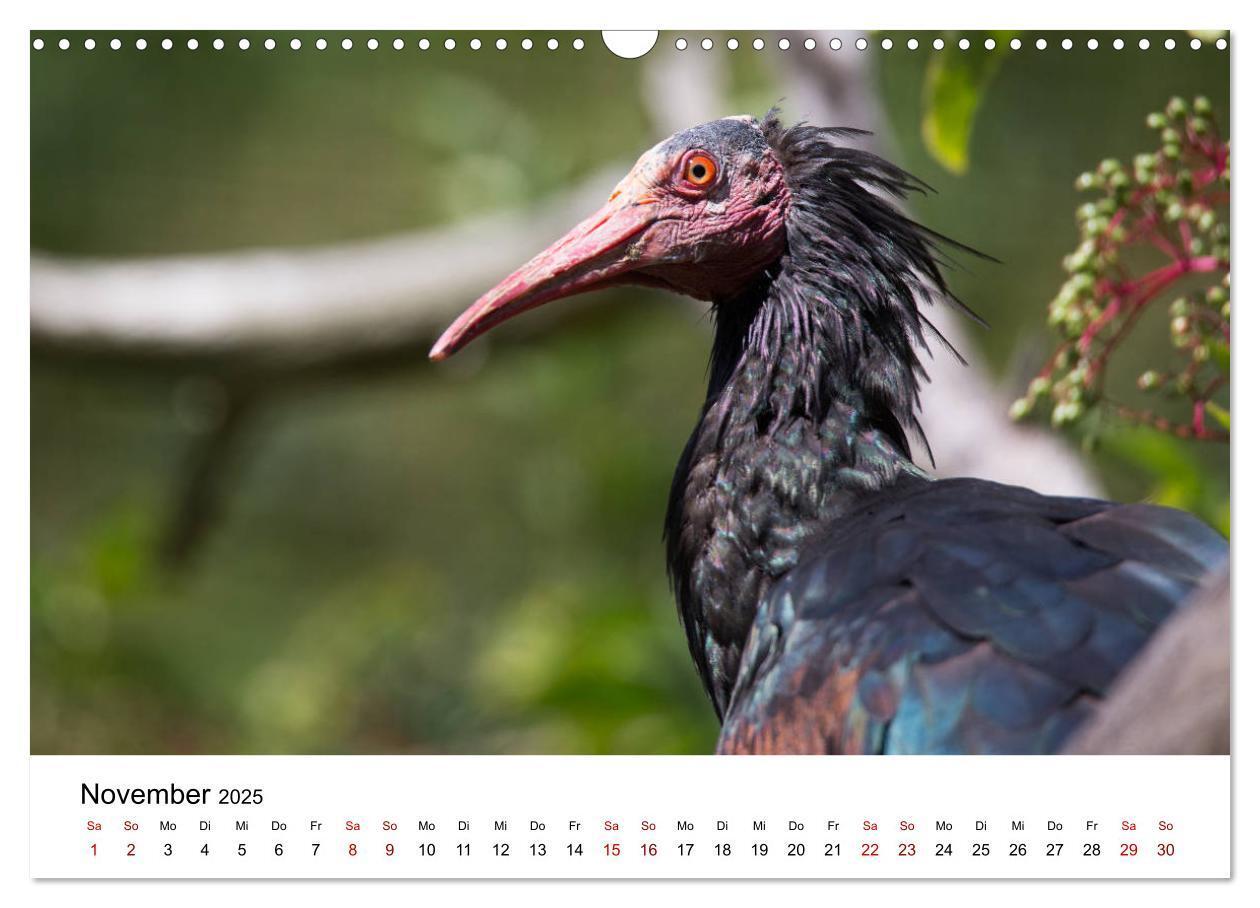 Bild: 9783435136421 | Der Waldrapp - Ein skurriler Vogel (Wandkalender 2025 DIN A3 quer),...