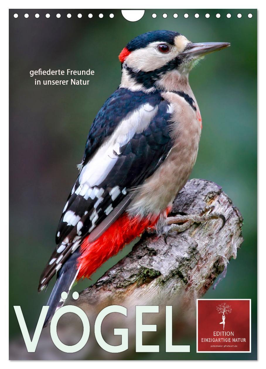 Cover: 9783435931316 | Vögel - gefiederte Freunde in unserer Natur (Wandkalender 2025 DIN...