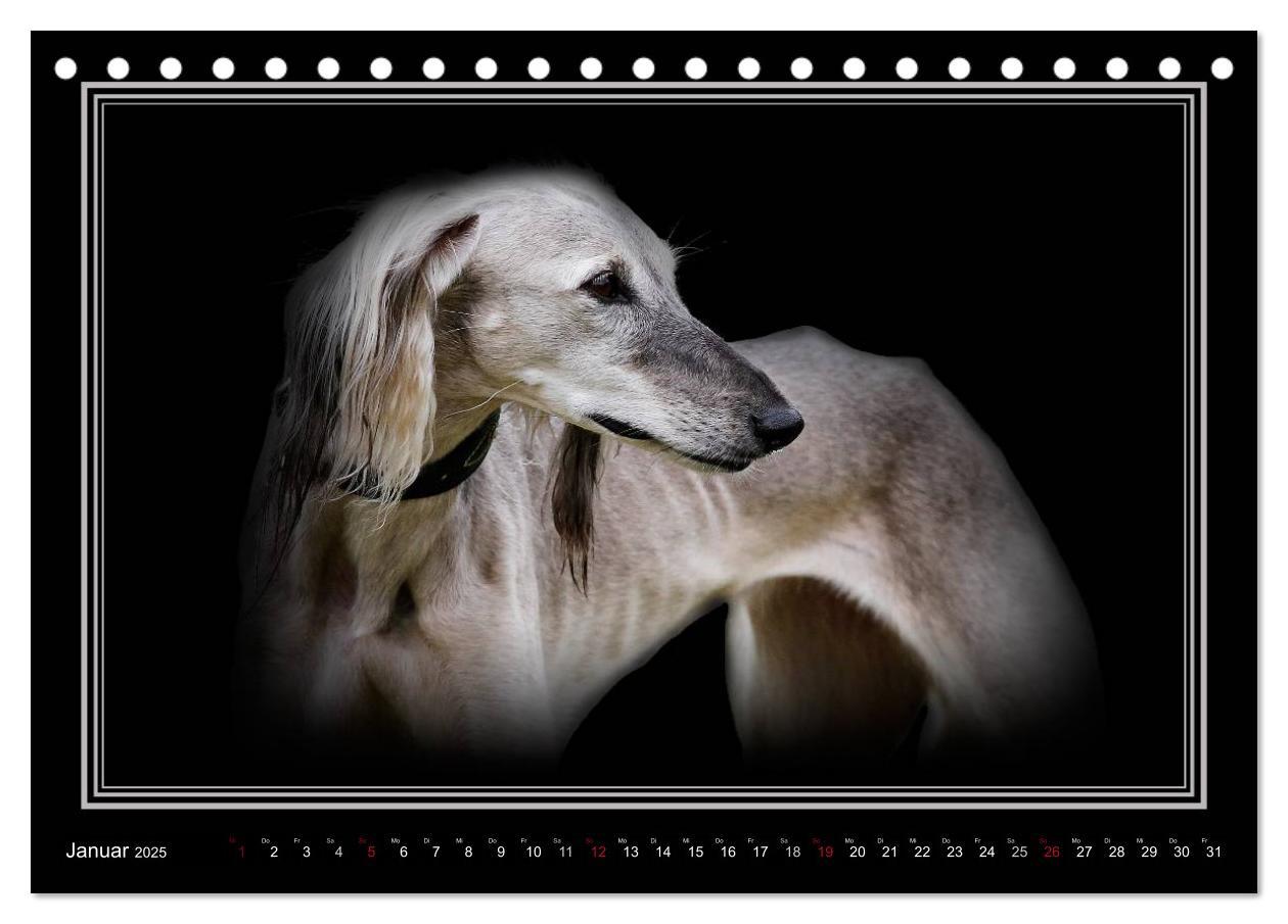 Bild: 9783383823916 | Saluki 2025 (Tischkalender 2025 DIN A5 quer), CALVENDO Monatskalender