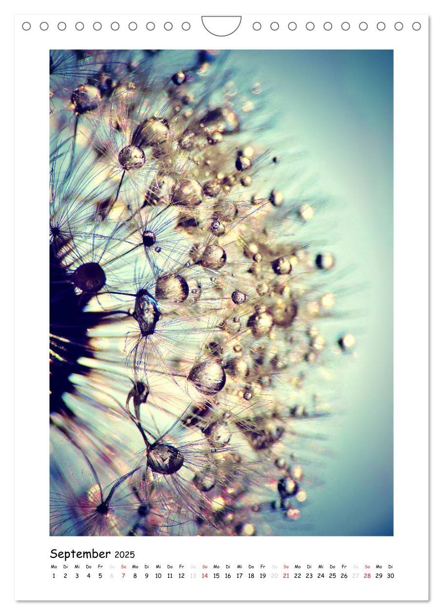 Bild: 9783457054819 | Die Pusteblume neu erleben (Wandkalender 2025 DIN A4 hoch),...