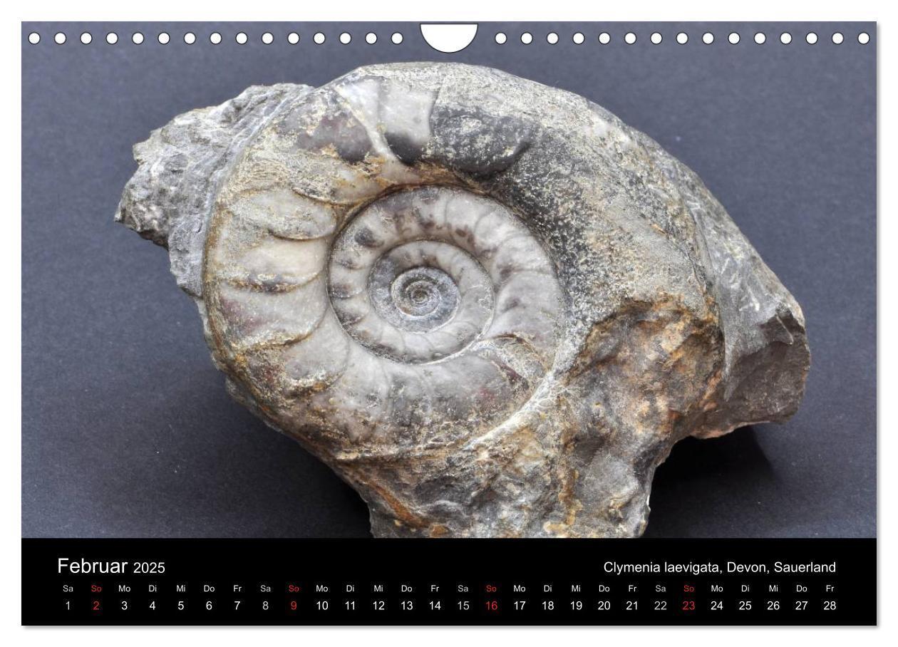 Bild: 9783435772056 | Fossilien - Zeugen der Urzeit (Wandkalender 2025 DIN A4 quer),...