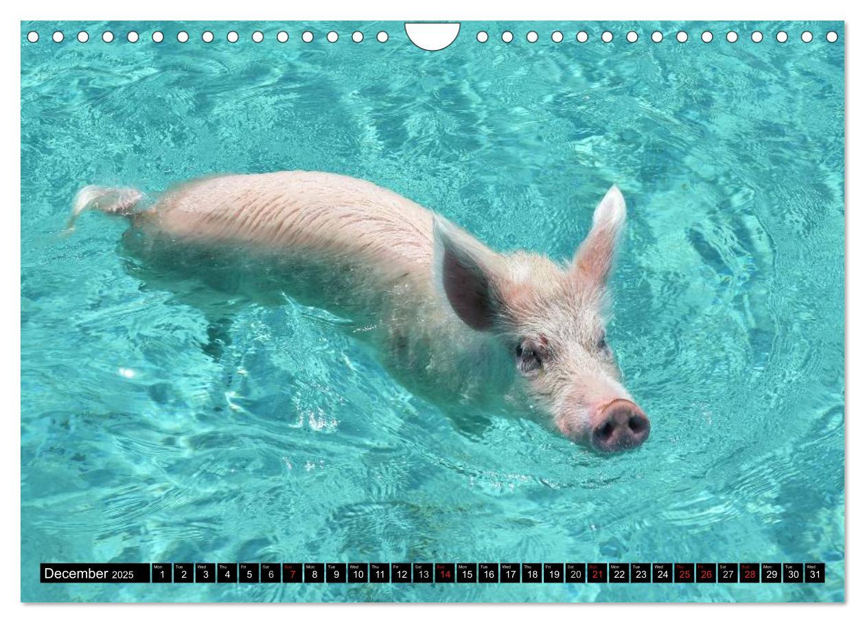 Bild: 9781325994007 | The Swimming Pigs of Bahamas (Wall Calendar 2025 DIN A4 landscape),...