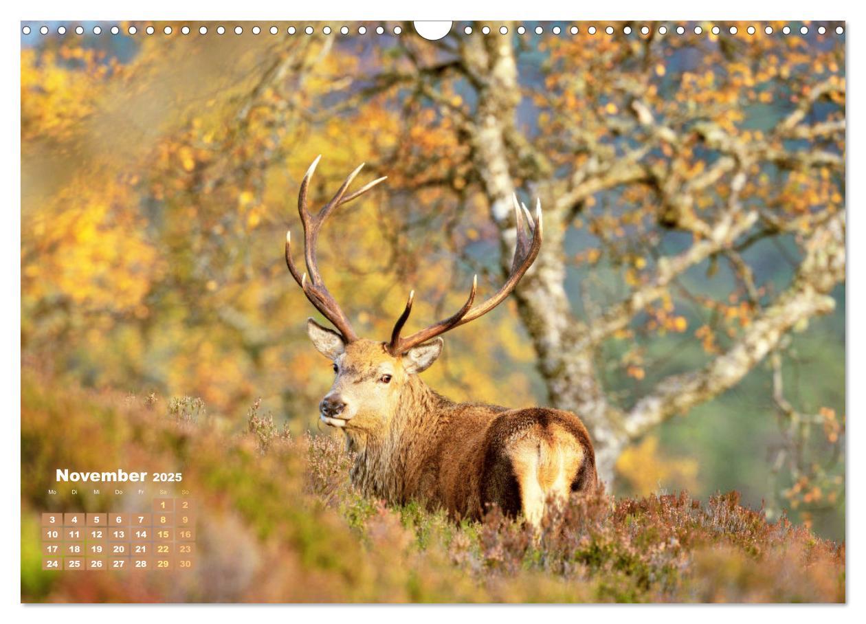 Bild: 9783457140338 | Naturschauspiele in Schottland (Wandkalender 2025 DIN A3 quer),...